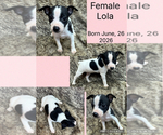 Small #1 Rat Terrier