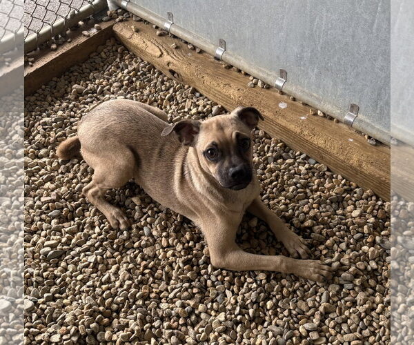 Medium Photo #1 Chug Puppy For Sale in Sterling, MA, USA
