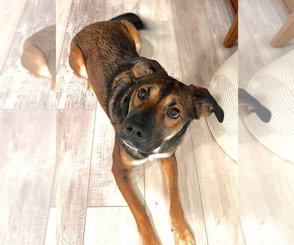 Medium Photo #4 Mutt Puppy For Sale in Mount Airy, NC, USA