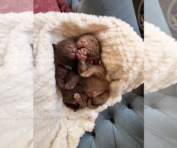 Medium Photo #3 Chesapeake Bay Retriever Puppy For Sale in GREELEY, CO, USA