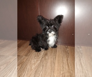 Yorkshire Terrier Puppy for sale in LAPEER, MI, USA