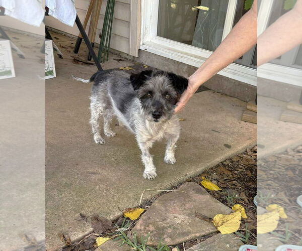 Medium Photo #11 Mutt Puppy For Sale in Boonton, NJ, USA