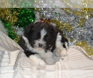 Shiranian Litter for sale in GREENWOOD, WI, USA