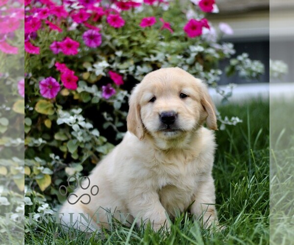 Medium Photo #1 Golden Retriever Puppy For Sale in BIRD IN HAND, PA, USA