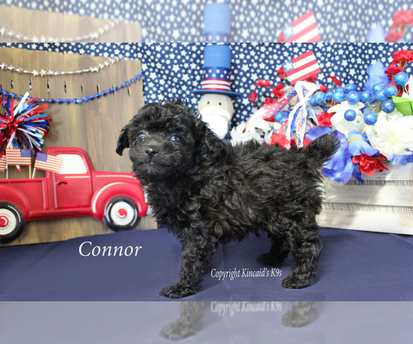 Medium Photo #15 Poodle (Toy) Puppy For Sale in CHANUTE, KS, USA