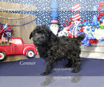 Small Photo #15 Poodle (Toy) Puppy For Sale in CHANUTE, KS, USA