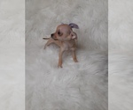 Small #3 Chihuahua
