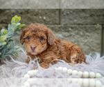 Small Photo #16 Poodle (Miniature) Puppy For Sale in WOLCOTTVILLE, IN, USA