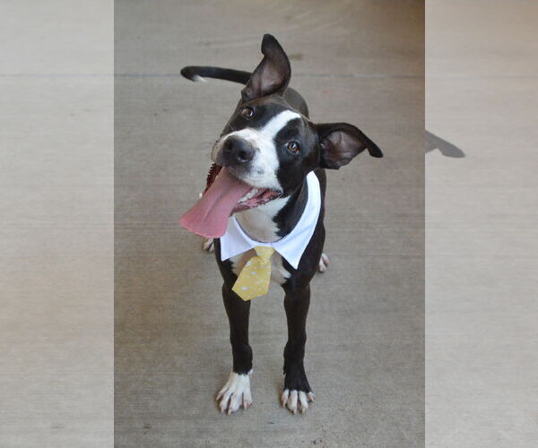 Medium Photo #3 American Pit Bull Terrier-Unknown Mix Puppy For Sale in McKinney, TX, USA