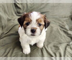 Maltese-Poodle (Toy) Mix Dogs for adoption in Pacolet, SC, USA