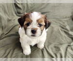 Small Maltese-Poodle (Toy) Mix