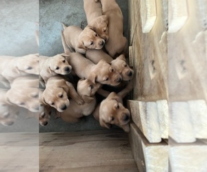 Labrador Retriever Litter for sale in PELICAN RAPIDS, MN, USA