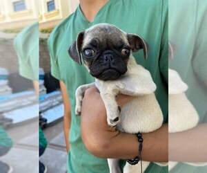 Pug Dogs for adoption in San Diego, CA, USA