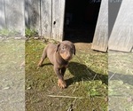 Small #5 Doberman Pinscher