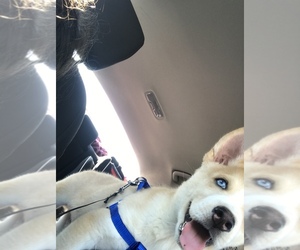Siberian Husky Puppy for sale in SIOUX FALLS, SD, USA