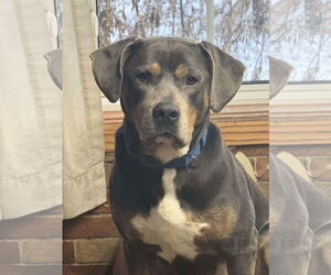 Rottweiler-Unknown Mix Dogs for adoption in Minneapolis, MN, USA