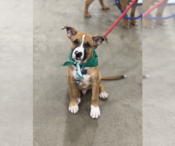 Medium Photo #2 Boxer-Unknown Mix Puppy For Sale in Dana Point, CA, USA