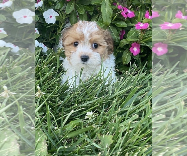 Medium Photo #4 Havanese Puppy For Sale in CANOGA, NY, USA