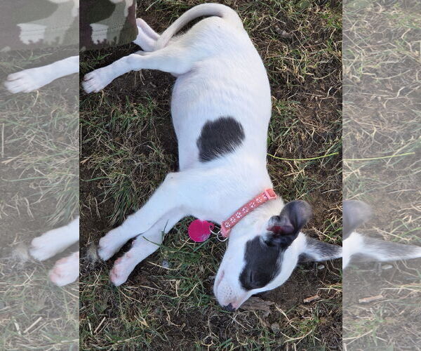 Medium Photo #3 Mutt Puppy For Sale in Garden City, NY, USA