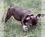 Small #3 French Bulldog