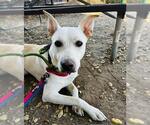 BAMBI - Female German Shepherd Dog Dog for Adoption - Small photo