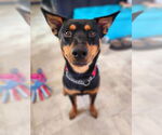 Small #3 Australian Kelpie-Miniature Pinscher Mix