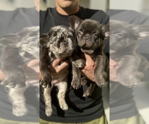 French Bulldog Puppy for Sale in SAN DIEGO, California USA