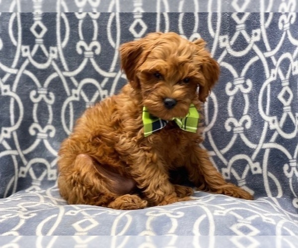 Medium Photo #6 Cavapoo Puppy For Sale in LAKELAND, FL, USA