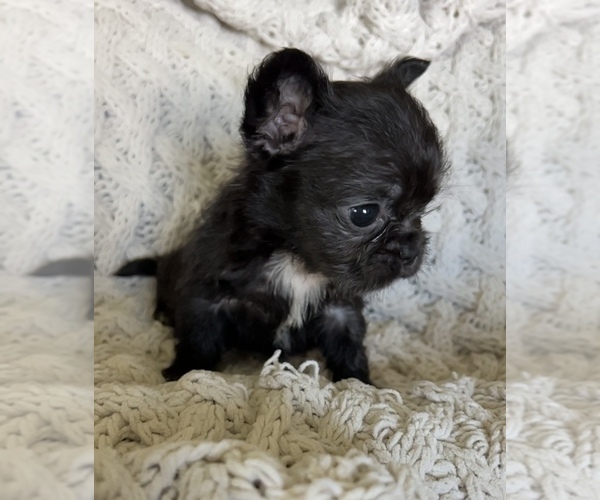Medium Photo #11 French Bulldog Puppy For Sale in DENTON, MD, USA