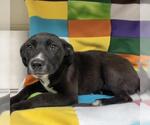 Small Labrador Retriever Mix