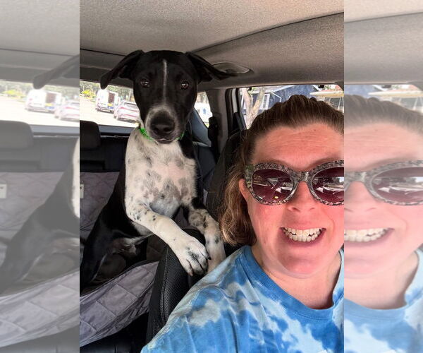 Medium Photo #3 German Shorthaired Pointer-Unknown Mix Puppy For Sale in Overland Park, KS, USA