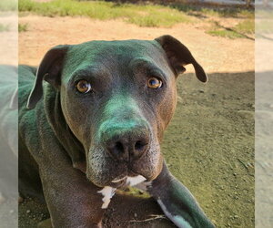Mutt Dogs for adoption in Sacramento, CA, USA