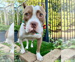 Small Photo #8 American Pit Bull Terrier-Unknown Mix Puppy For Sale in Redlands, CA, USA