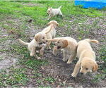 Small #5 Golden Retriever