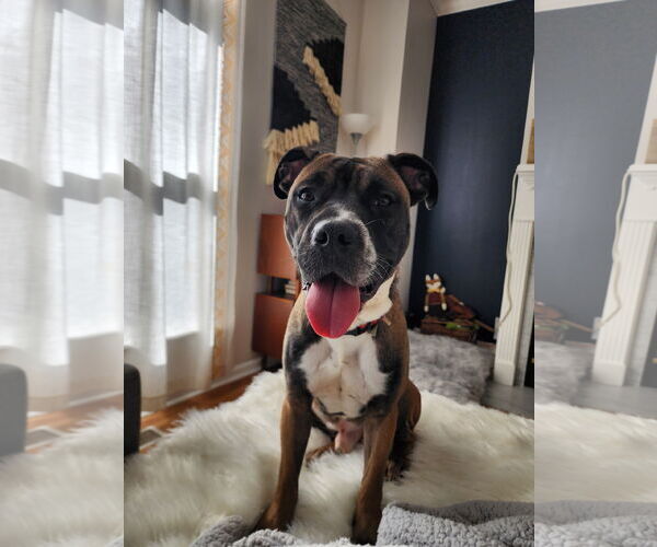 Medium Photo #1 Boxer-Unknown Mix Puppy For Sale in Holly Springs, NC, USA