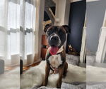 Small Boxer Mix