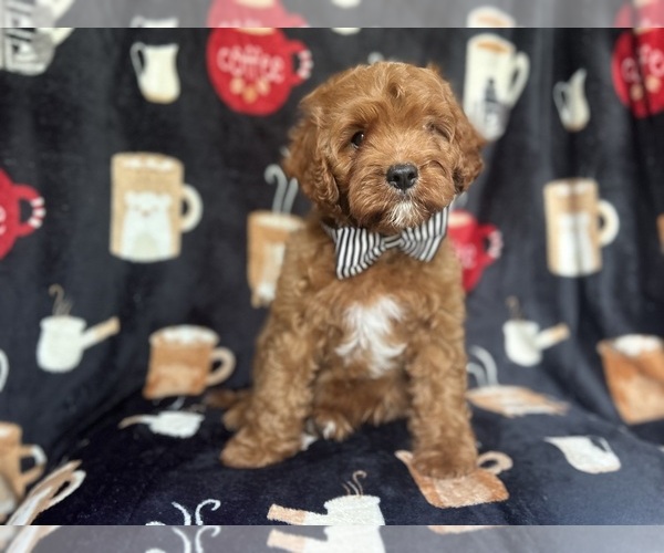 Medium Photo #10 Cavapoo Puppy For Sale in LAKELAND, FL, USA