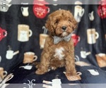 Small #9 Cavapoo