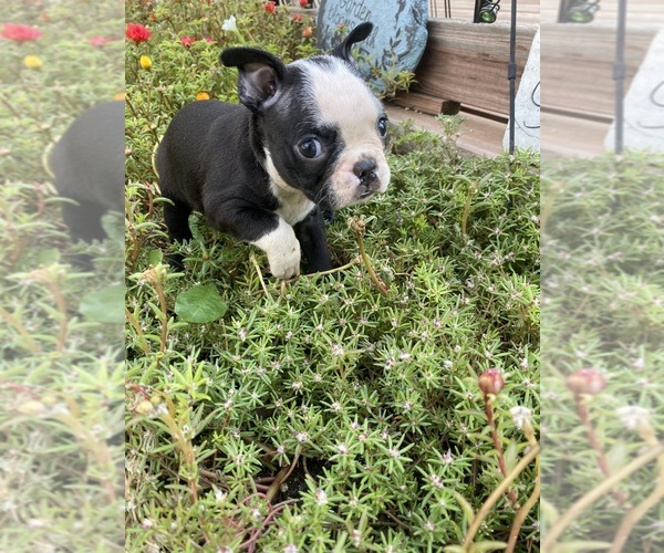 Medium Photo #3 Boston Terrier Puppy For Sale in FREDONIA, KS, USA
