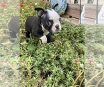 Small #2 Boston Terrier
