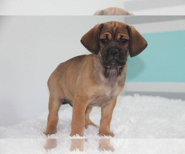 Medium Photo #6 Puggle Puppy For Sale in PINE GROVE, PA, USA