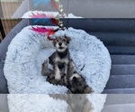 Small Photo #104 Schnauzer (Miniature) Puppy For Sale in CAMBRIDGE, MA, USA