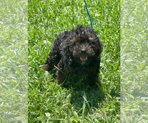 Mutt Dogs for adoption in HOPKINSVILLE/PRINCETON, KY, NH, USA