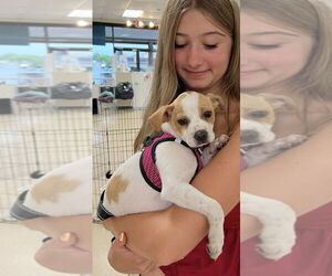 Jack Russell Terrier-Unknown Mix Dogs for adoption in Mundelein, IL, USA