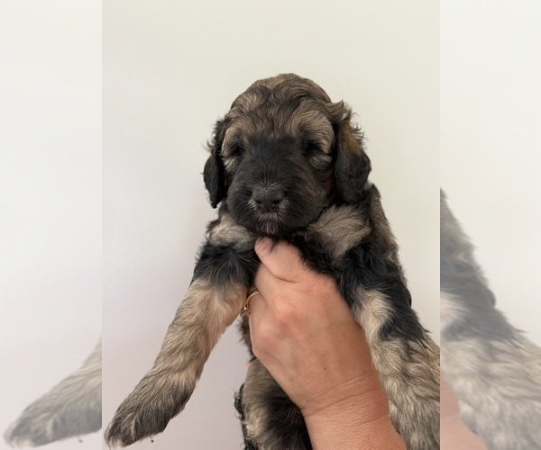 Medium Photo #60 Bernedoodle Puppy For Sale in MOULTON, AL, USA