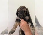Small Photo #60 Bernedoodle Puppy For Sale in MOULTON, AL, USA