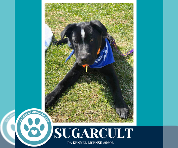 Medium Photo #23 Borador Puppy For Sale in Kimberton, PA, USA