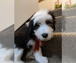 Puppy 1 Bearded Collie