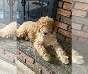 Poodle (Standard) Puppy for sale in PITTSBURGH, PA, USA