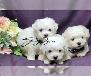 Bichon Frise Puppy for sale in BREMEN, GA, USA